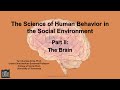 The science of human behavior in the social environment the brain