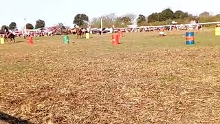 Prueba de rienda cuchilla redonda