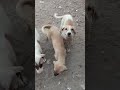 Who want to adopt little Cuties #puppy #doglover #viralshorts #shortsfeed