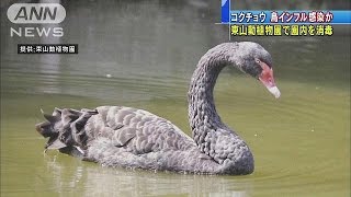 東山動植物園を消毒　コクチョウ、鳥インフル感染か(16/12/07)