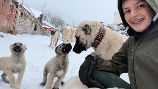 KÖYÜME ÇOK GÜZEL KAR YAĞDI..KARGO AÇILIMI..