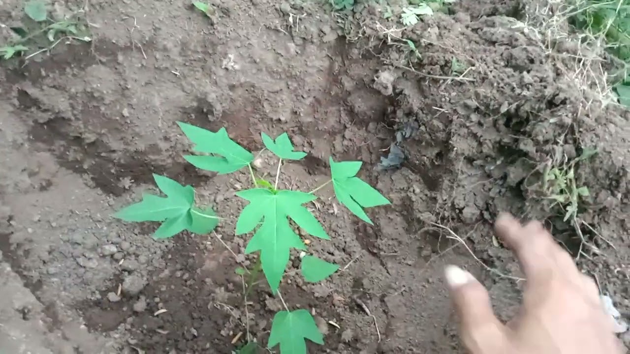 Cara Nanam pepaya Pohon pendek cepet Berbuah.Lebat. pupuk Dasar kompos .MPK.PONSKA.KCL. 3 sdk.mkn. 