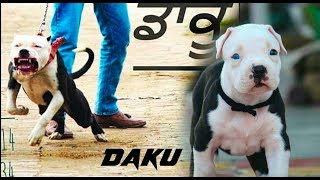 Daku fighter l Blood line l Son l latest video l 2019