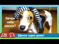 Скрытая Камера Щенок один дома Собака Джина Elli Di Pets