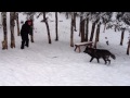 Snow play at the Wolf Center!