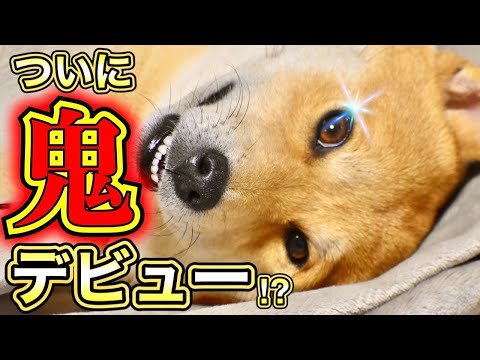 節分にヤツが来た時の柴犬こむぎ【あるじのステップ】三浦半島ジブリ