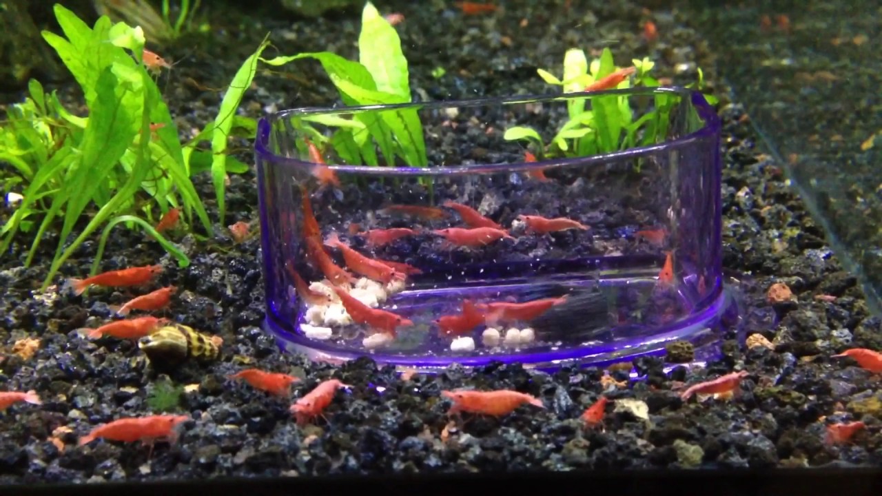 Cherry shrimp and Hillstream Loach eating YouTube