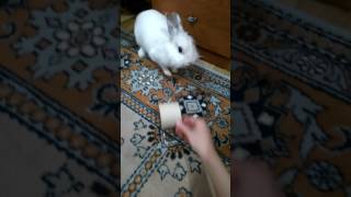 Злобный кролик)