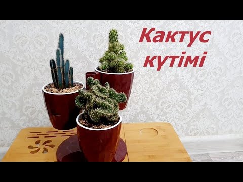 Бейне: Үйде кактус күтімі