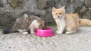 MAKAN ENAK..!!! Anak Kucing Berebut Makan Biskuit Enak..|| Kittens Fighting To Eat Biscuits..||| by kucing meaung 1,465 views 10 months ago 5 minutes, 18 seconds