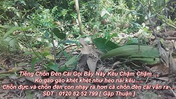 Tiếng Chồn Đèn Cái Gọi Bầy ,Rất Hiệu Qủa Bẫy Được Xuyên Cả 2 Chồn Đực Cái Ra Cùng 1 Lượt