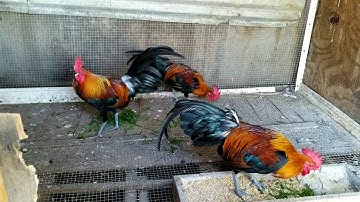 Red Jungle Fowl Qaib qus daj qaib dib nplog teb