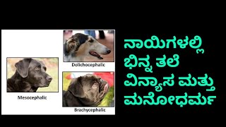 Types of head shape in dogs