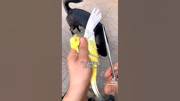 Let birds fly