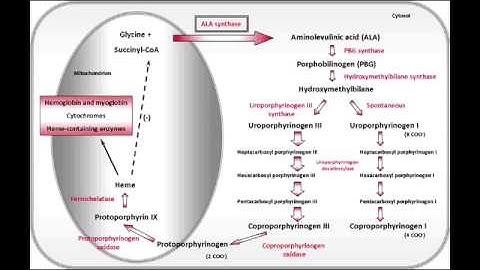 Heme Synthesis