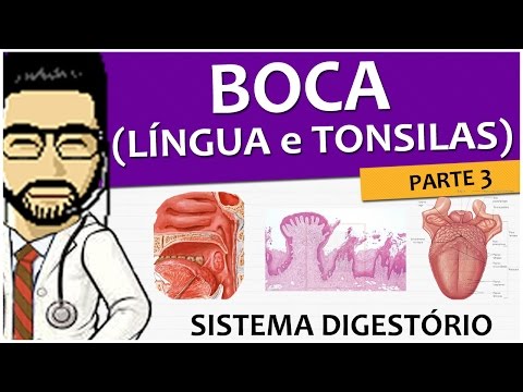 Sistema digestório 04 - Língua e tonsilas (anatomia e histologia) - Vídeo-aula