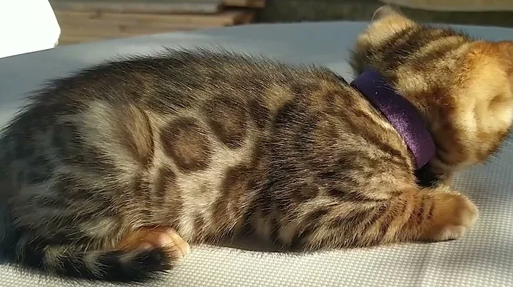 Watch the video about COME INSERIRE CUCCIOLO GATTO BENGALA NELLA NUOVA CASA