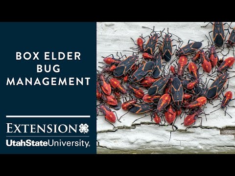 Wideo: Boxelder Metody kontroli błędów - jak pozbyć się robaków Boxelder w ogrodach