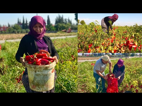 Video: Mutfakta Yardımcılar - Yardımcılar Ve Bahçede