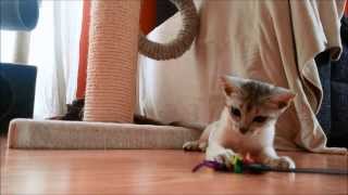 Silver-black Abyssinian Cat Zafatej, playing by Trixi 1,381 views 10 years ago 51 seconds