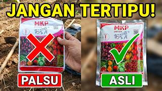 Signs of fake MKP fertilizer - Signs of fake Pak Tani MKP fertilizer - Fake vs. genuine MKP