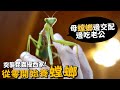 【從零開始養】螳螂!母螳螂邊交配邊吃老公!?怎麼養?螳臂當車居然是真的?Ft.昆蟲擾西 吳沁婕(閃光胎蛾)(紅毛蜘蛛)【許伯簡芝】