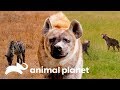 Hienas: uma das grandes devoradoras do mundo animal | O Incrível Mundo Animal | Animal Planet Brasil