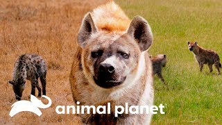 Hienas Uma Das Grandes Devoradoras Do Mundo Animal O Incrível Mundo Animal Animal Planet Brasil