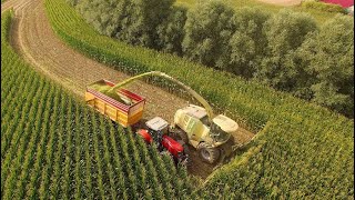 Mais 2019 : LU P&P Coenen / Krone BIG X 1100 / 14 rows / Fendt / Maisernte / Maize harvest