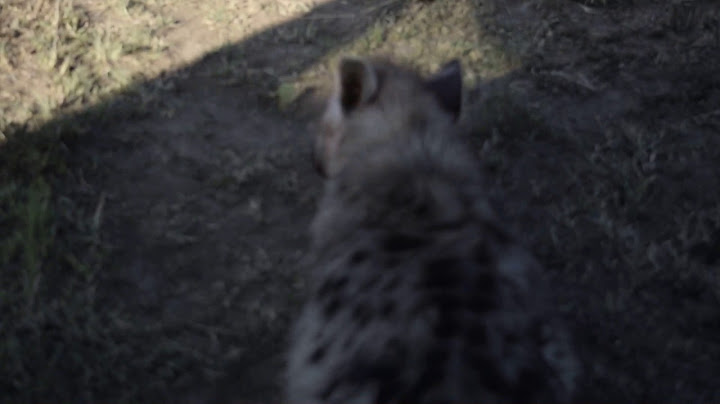 Hyena videographer distracted by wittle feet
