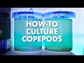 How to culture live copepods at home  simple diy setup  blue reef tank