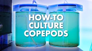 How To Culture Live Copepods At Home  Simple DIY Setup | Blue Reef Tank