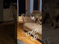Fight scenes cat vs coyote weavethecoyote howiedewitt duckholliday straykids shorts short