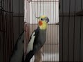 تغريد ذكر الكوكتيل الهائج للتزاوج Cockatiel Whistling 