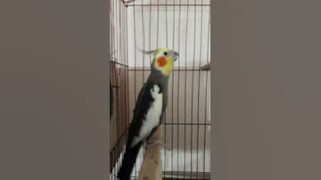 تغريد ذكر الكوكتيل الهائج للتزاوج Cockatiel Whistling 