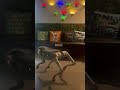 🐾 Meet the Future: Unitree Quadrupedal Robot! 🤖