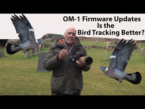OM-1 Firmware updates; has the focus improved?