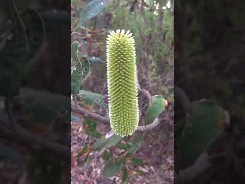 Video: Banksia Bitki Qulluğu: Banksiaların Yetişdirilməsi üçün Məlumat və Məsləhətlər