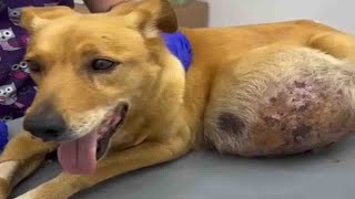 The poor dog with a large tumor on his stomach looked  at everyone as if to say: 'Help me.' by Mike Ala  1,575 views 2 weeks ago 3 minutes, 56 seconds