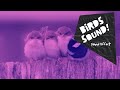 Birds Tweeting Alarm -  sound effect - Wake up - Birds Chirping - No Copyright (HQ)