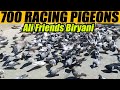700 pigeons fighting ali bhai friends biryani walay udham macha dia tofani larraya  catching pigeon