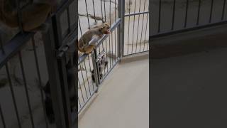 Genius Monkey Pulls Off the Ultimate Prison Break!