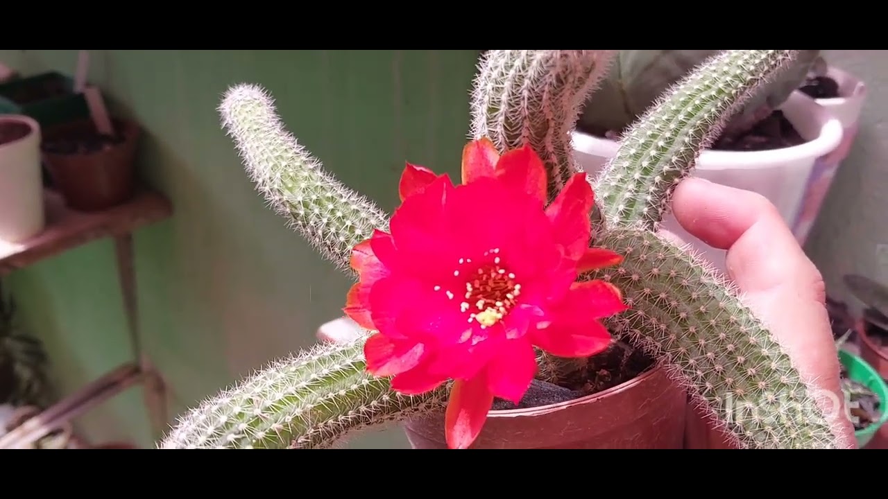 Mostrandoo meu quintal...Cactos floridos.🌺🌵🪷Flor espetacular!🪷🌺🌼 Cacto Amendoim floriu...Mesa nova!