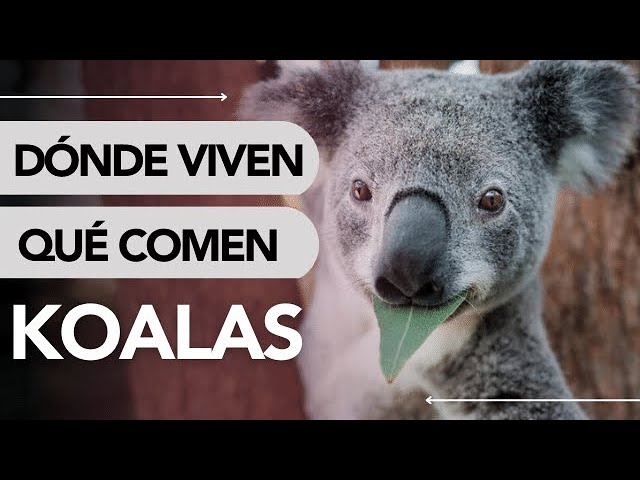 Cosas que no sabías sobre los koalas