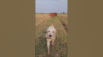 "Còn mày thích kiểu gì mày nhảy vào ăn tao đi, tao ăn lại ngay" - 🤣 #cucaikimchi #pets #funnydogs