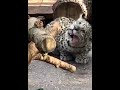 МАЛЫШ ЯГУАР и  ХРАБРЫЙ ВОРОБЕЙ   #shorts #животные  #animals #Super #wild #wildanimals #ягуар