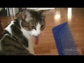 Funny Cats Compilation (Most Popular) Part 1