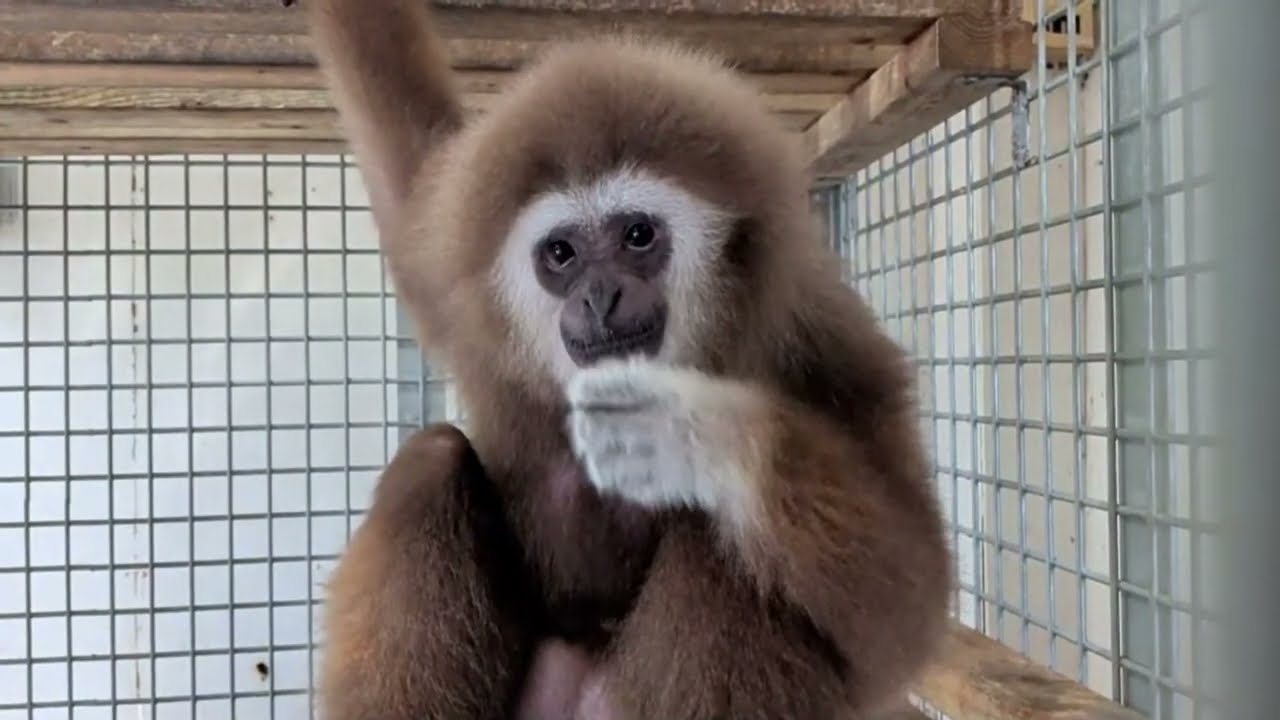 【猿JOY！感謝祭2026】ロングラン配信⑥バックヤード