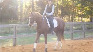 Finn Flatwork transitions 10 16 17