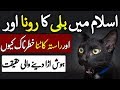 Quran Cats In Islam